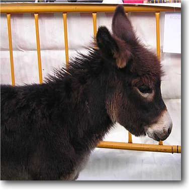 Archivo:Burro45.jpg