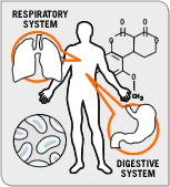 Archivo:Bio vis resp.gif