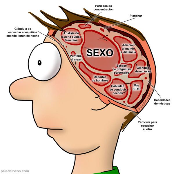 Archivo:Cerebro masculino.jpg