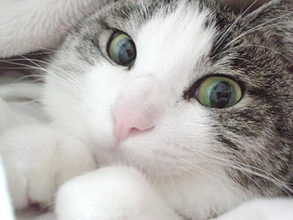 Archivo:Gato cara.jpg