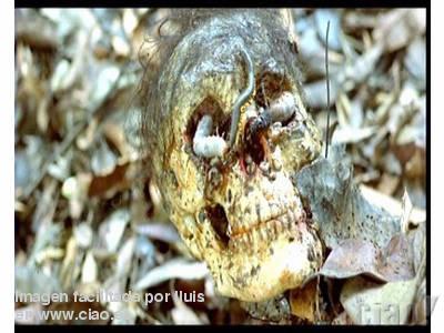 Archivo:Calavera holocausto.jpg