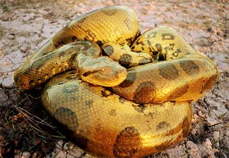 Archivo:Anaconda-oro.jpg