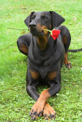 Archivo:Doberman.jpg