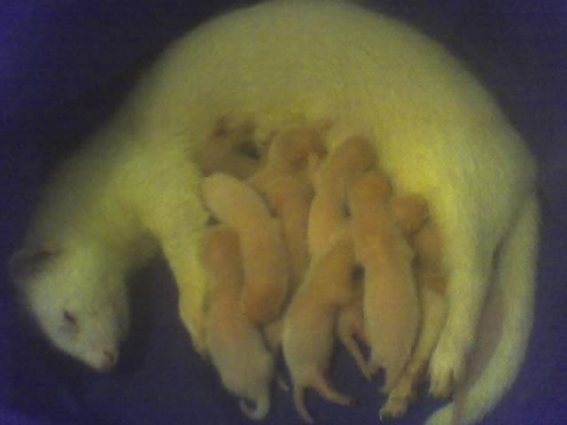 Archivo:Crias huron.jpg