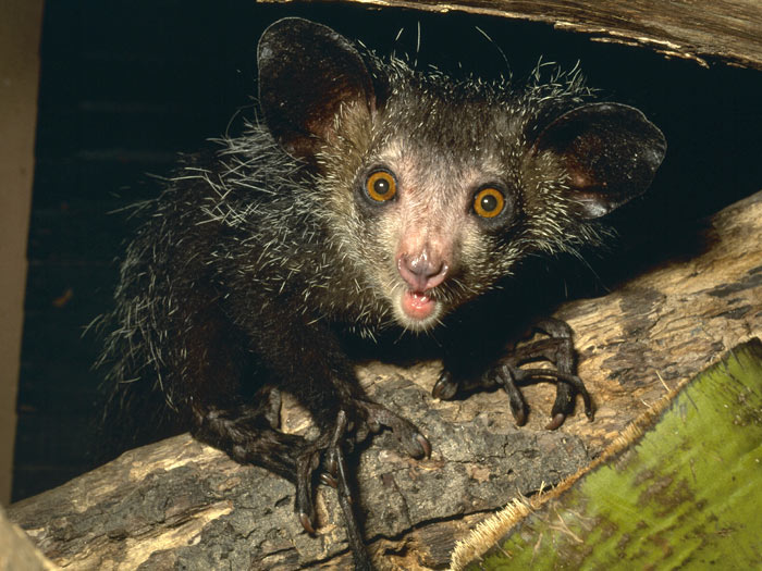 Archivo:Aye-aye.jpg