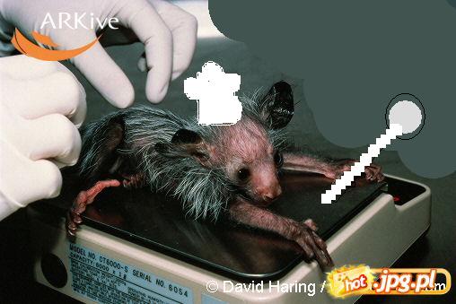 Archivo:Aye-aye arguiñano.jpg