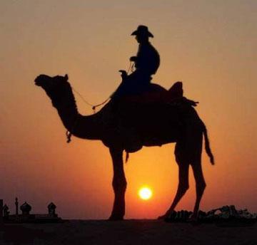Archivo:Camello cowboy.jpg