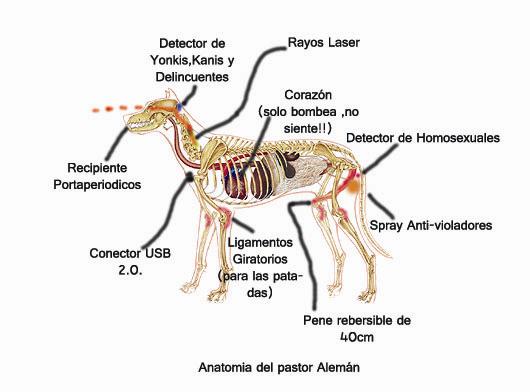 Archivo:Anatomia pastor aleman.jpg