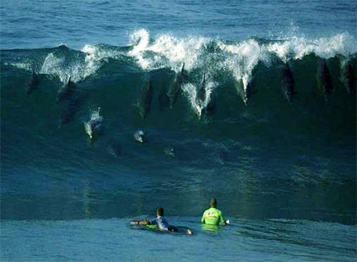 Archivo:Delfines-surfeando.jpg