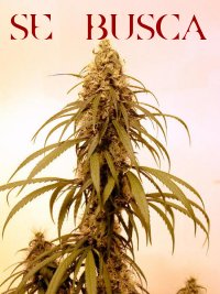 Muestra de Marihuana