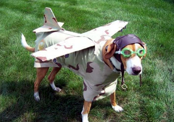 Archivo:Fotos de animales divertidos.jpg