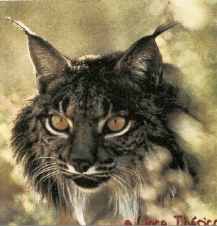 Archivo:0lince.jpg