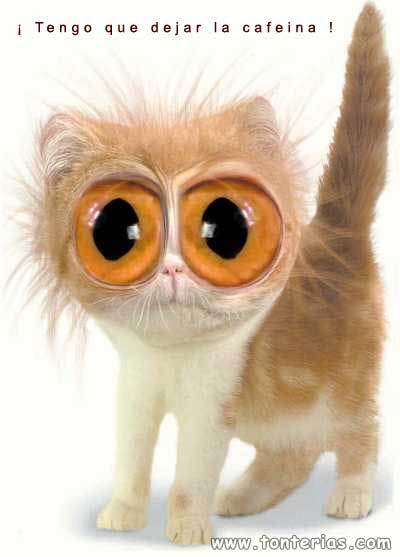 Archivo:Gato cafeina.jpg