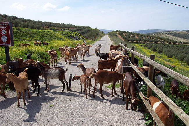 Archivo:Camino-cabras.jpg