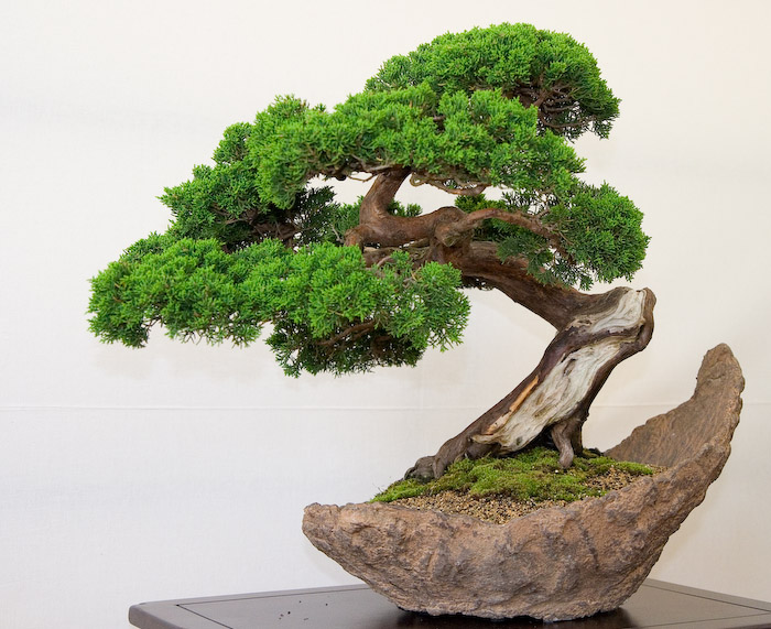 Archivo:Bonsai2.jpg