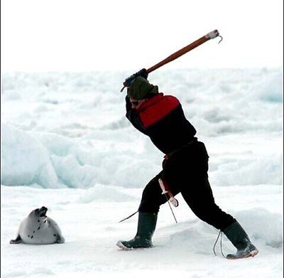 Archivo:Canada-seal-hunt 5106.jpg