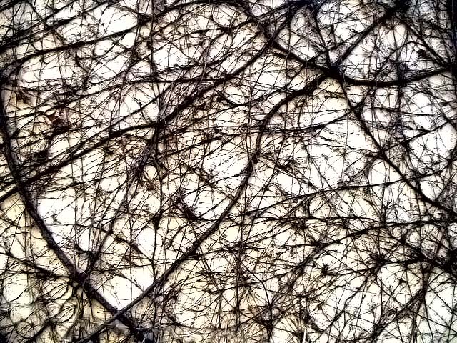 Archivo:Arbol janes.jpg