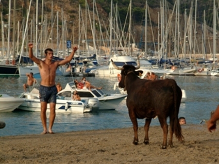 Archivo:Chuloplaya y toro.jpg