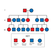 Archivo:200px-autosomal dominant pedigree chart.svg.png