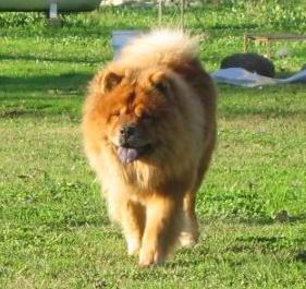 Archivo:Chowchow.jpg