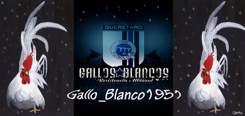 Archivo:Gallo blanco.jpg