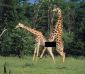 Amorous-giraffe.jpg