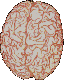 Cerebro.gif