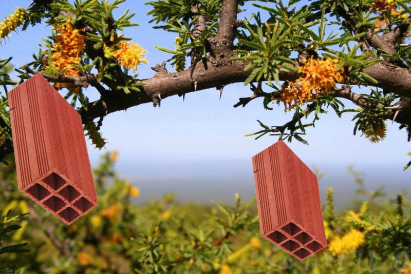 Archivo:Arbol valencia.jpg