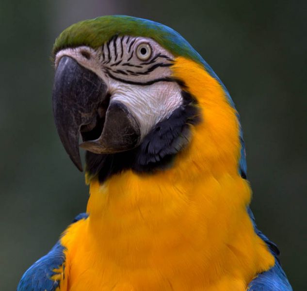 Archivo:Arara azul y amarillo.jpg