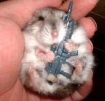 Hamstermalvado.jpg