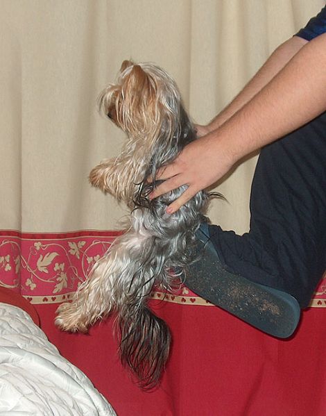 Archivo:Alquimista coprologico 3.jpg