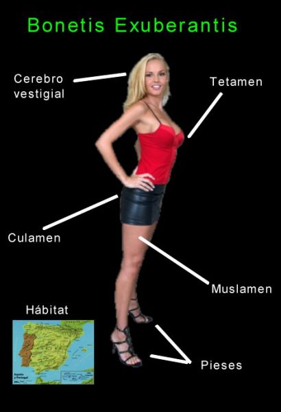 Archivo:Esquema bonete.jpg