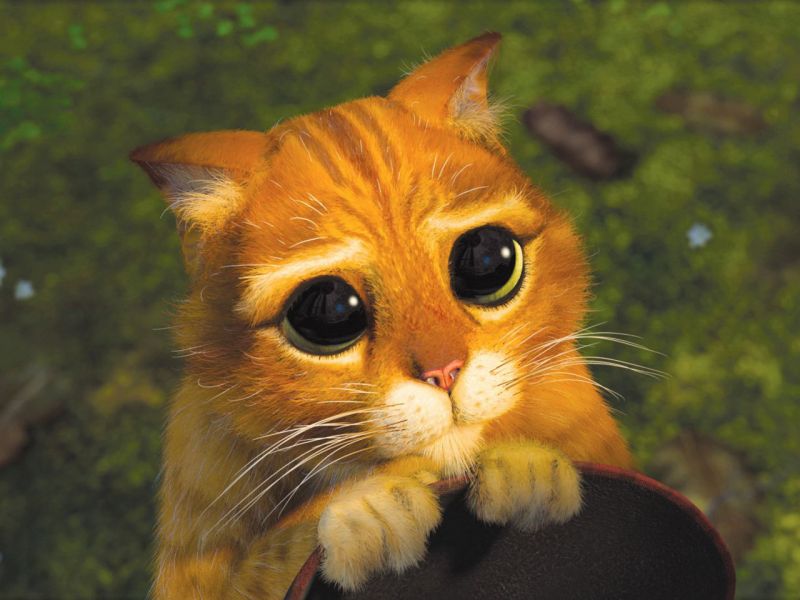 Archivo:Gato mono.jpg