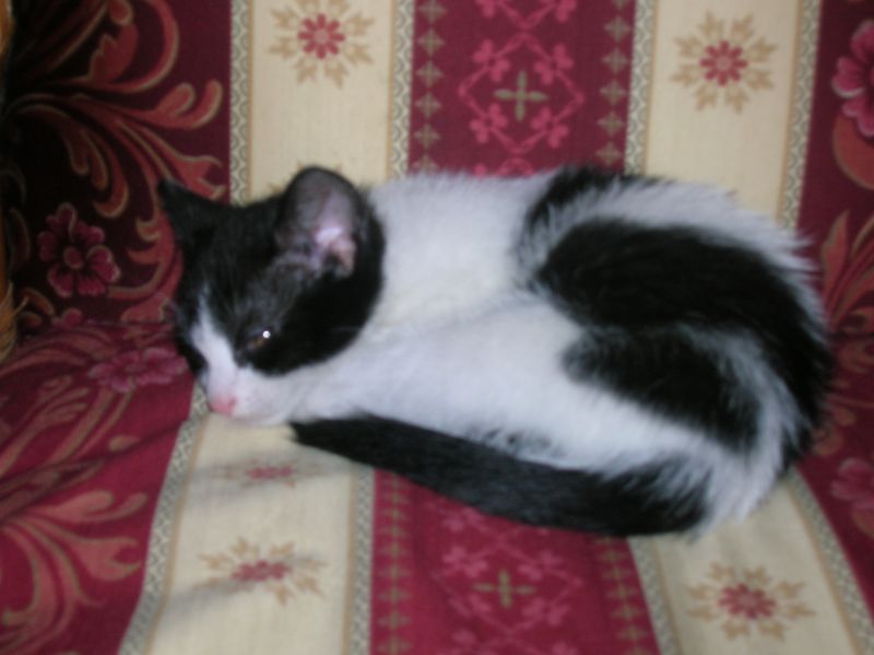 Archivo:Gato acostado.jpg