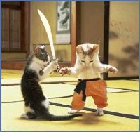 Gatos samurai.jpg