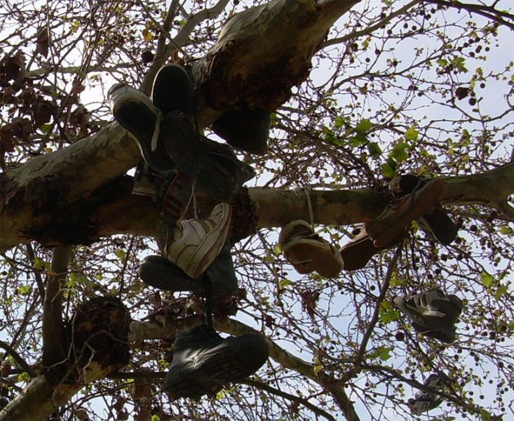Archivo:Arbol zapatero.jpg