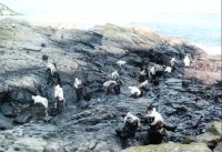 Muestra de Chapapote