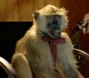 La gente me dice que soy muy mono