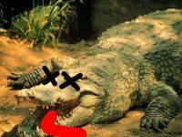 Cocodrilomuerto.jpg