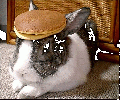 Esto es relativamente un conejo con un pancake en su cabeza ¿y esto que hace aquí?