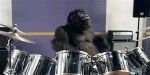 GorillaDrumsL 468x233.jpg