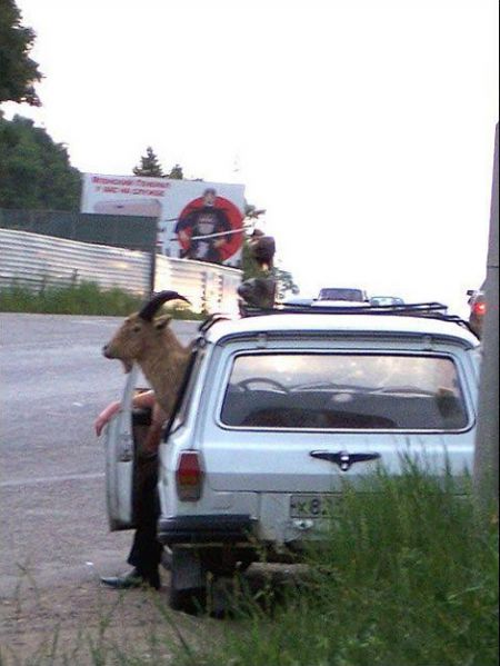 Archivo:Carpunt.jpg