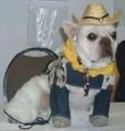Perrito Cowboy