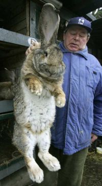 Big rabbit.jpg
