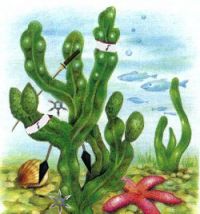 Muestra de Alga Asesina