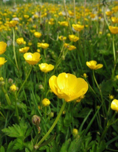 Archivo:Botón de oro.jpg